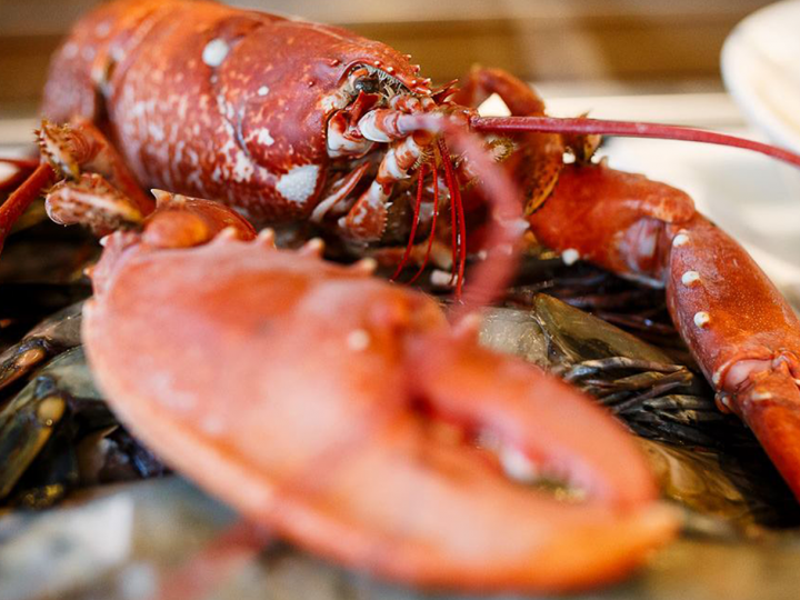 Lobster, shrimps & mussels – VYPRODÁNO