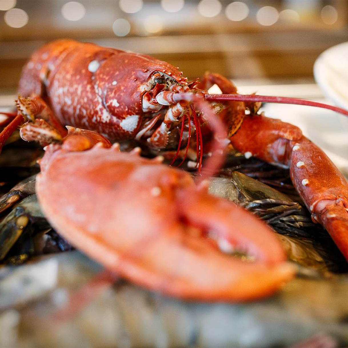 Lobster, shrimps & mussels VYPRODÁNO LOBSTER Family Restaurant